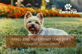 Yorkies 101 Your Ultimate Guide To The Yorkshire Terrier