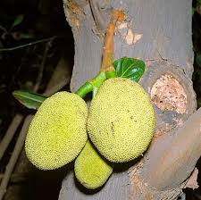 Image result for Artocarpus heterophyllus