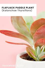 10 Kaloncho Ideas In 2020 Planting Succulents Succulents Plants