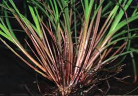 Image result for Fimbristylis