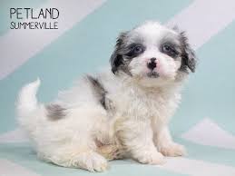 It should also be playful around its littermates and show no signs of aggression. Shih Poo Puppies Petland Summerville