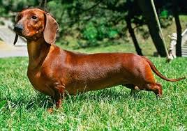 different types of dachshunds with pictures bark how