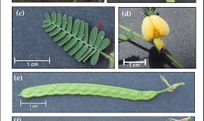 Image result for Aeschynomene sp. E