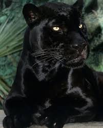 Funny Wildlife In 2020 Black Jaguar Animal Jaguar Animal Black Jaguar
