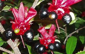 Image result for Ochna ovata
