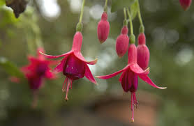 Je conclus que ces plages sont les plus belles au monde. Les 10 Plus Belles Fleurs Roses Du Jardin