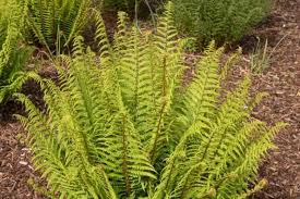 Image result for Dryopteris antarctica