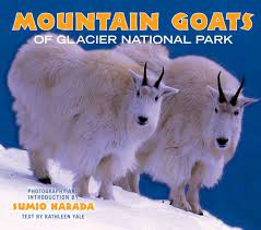Mountain Goats Of Glacier National Park 9781560374725 Photography By Sumio Harada Text By Kathleen Yale Books Amazon Com