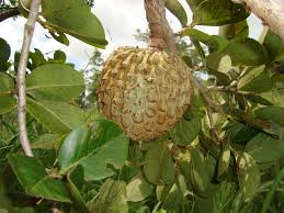 De la cruz chacon, i.; Annona