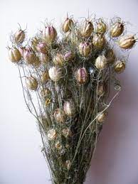 Pin On Flower Farming