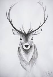 Deer Zeichnen Zeichnen Tutorial Deer Painting N Drawing Trends Deer Drawing Watercolor Drawing Art Drawings Sketches