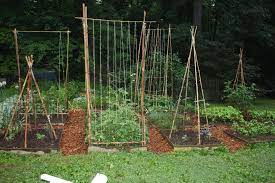 Use bamboo, wood, chicken wire, and other easy to find items. Bamboozling How To Build A Bamboo Trellis Let S Face The Music