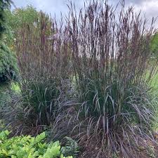 Image result for Andropogon lima