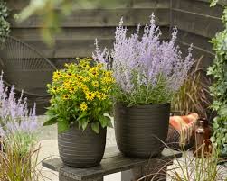 Image result for Perovskia atriplicifolia lacey blue lisslitt photo