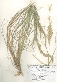 Image result for Enneapogon cenchroides