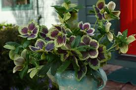 Easy to care for, hellebore doesn't bloom until the second year after planting. Culture And Hellebore Care Instructions Northwest Garden Nursery Where Winter Jewels Bloom
