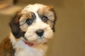 Find your new puppy here! 20 Pictures Of Tibetan Terriers