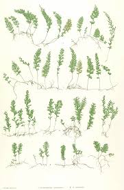 Image result for Hymenophyllum splendidum