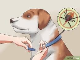 Another major brand you can trust to make safe tick repellent is frontline. 3 Ways To Prevent Ticks On Dogs Wikihow