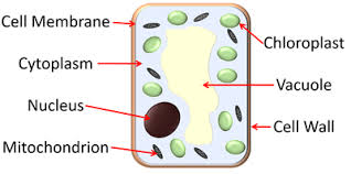 Label both a plant and animal cell on a poster layout. Plant Cell Key Stage Wiki