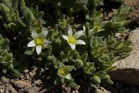 Image result for Aizoon virgatum