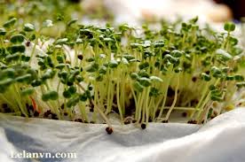 Image result for RAU MẦM CẢI XANH