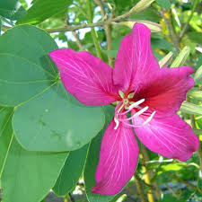 Image result for Bauhinia purpurea