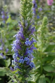 Image result for Lobelia dissecta