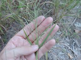 Image result for Leptochloa eleusine