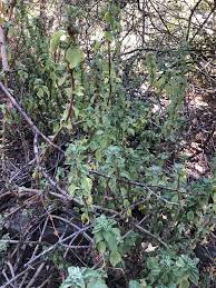 Image result for Coleus cylindraceus