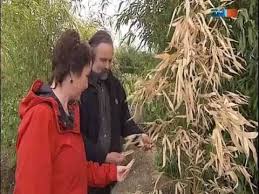 Bambus garten pflege 2016 : Mdr Garten Bambuspflanzen Nach Dem Winter Bambuspflege Www Bambuswald De Youtube