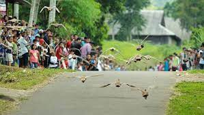Pacu itiak (balapan itik) adalah salah satu tradisi unik dari sumatera barat khususnya di daerah payakumbuh dan limapuluh kota. Mengenal Pacu Itiak Olahraga Unik Dari Luak Limopuluah Merahputih