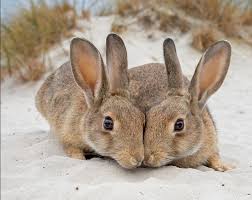 Ένα βήμα πριν να αρθεί η ασυλία του από την ολομέλεια του ευρωπαϊκού κοινοβουλίου είναι ο πρώην χρυσαυγίτης ευρωβουλευτής, γιάννης λαγός. Gje4j0m0ks1qrm