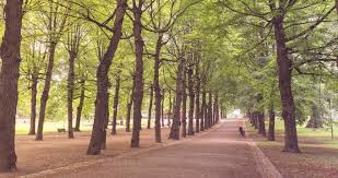 Tree Lined Boulevard Tree Line Boulevard Tree