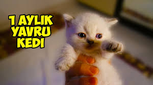 1 Month Baby Cats Youtube