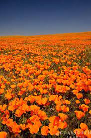 Poppy Reserve In Antelope Valley California California Poppy Poppies Nature