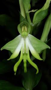 Image result for Bonatea pulchella