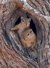 24 Hours Of Cute Happy Valentine S Day 12 01am Cute Squirrel Squirrel Pictures Cute Animals