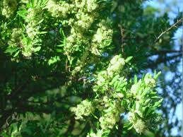 Image result for Gymnosporia glaucophylla