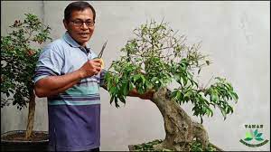 Jangan lupa untuk menyirami dan merawatnya. Cara Membuat Bonsai Beringin Ficus Benjamina Youtube