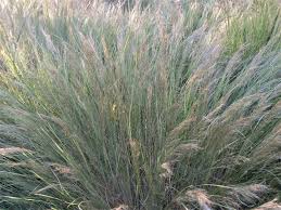 Image result for Aristida congesta