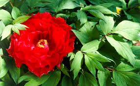 Where can i buy peonies? Peonies Burke S Backyard