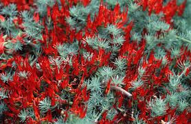 Image result for Lotus berthelotii