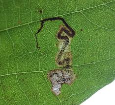 Image result for Stigmella speciosa