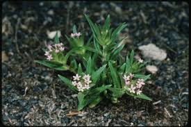 Image result for Nesaea linearis