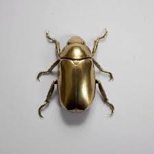 Gold Plated Scarab Beetle Crazy Home Curiosity Killed The Cat Gold