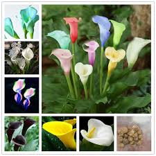 Each blossom of the calla is like a tender, fluid twist resting atop a solid, straight stem. Not Calla Lily Seed Rare Flower 2 Bulbs Royal Blue Center Calla Lily Bulbs Yard Garden Outdoor Living Com Home Garden