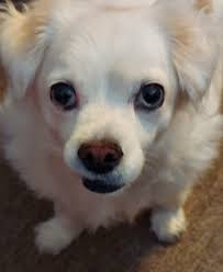 Kids and dogs forming an unbreakable bond