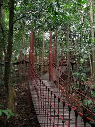 The reserve is best known for its fireflies, which glow like fairy lights after sundown, but it's also spellbinding by day. File Malaysia 056 Kl Mini Jungle Walk In Bukit Nanas Forest Reserve 3528859318 Jpg Wikipedia