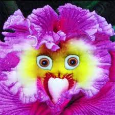 100pcs/pack monkey face orchid seeds ...